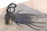 Crazy, Spiny Dicranurus Trilobite - Atchana, Morocco #381164-2